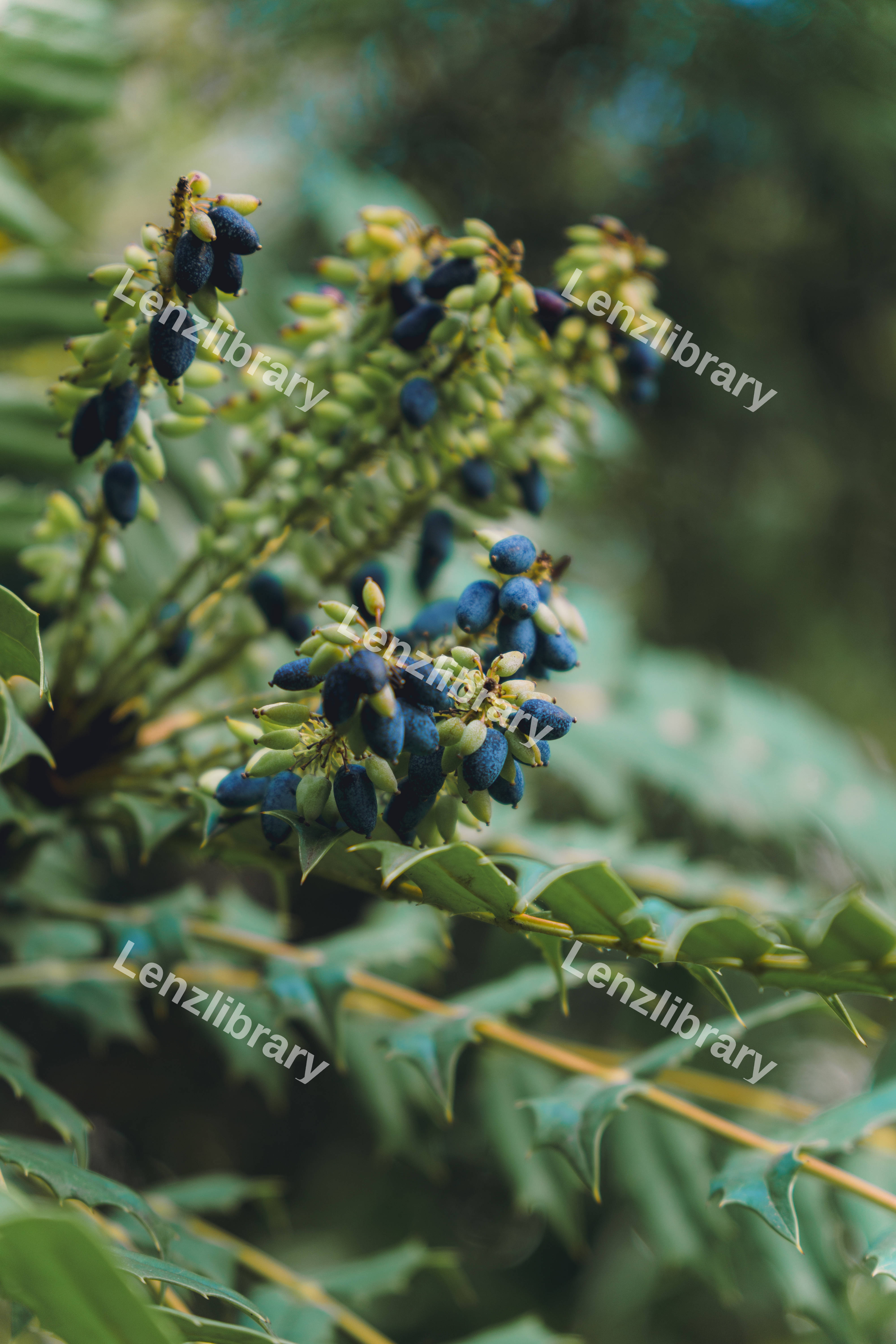 Leatherleaf Mohonia